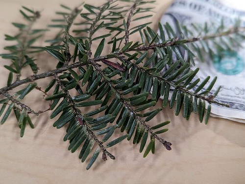 Photo of eastern hemlock