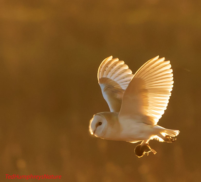 Barn Owl with prey at Lunt Meadows today 20-01-2023