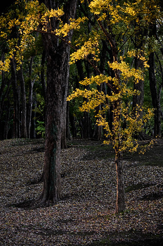 nature landscape autumn evening sunset light musashinopark fuchu tokyo japan 自然 風景 秋 光 夕方 日暮れ 武蔵野公園 府中 東京 日本