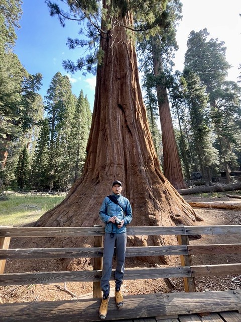 Giant Sequoias along Sherman Tree Trail in Sequoia National Park