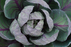 Purple Brussels Sprout Plant