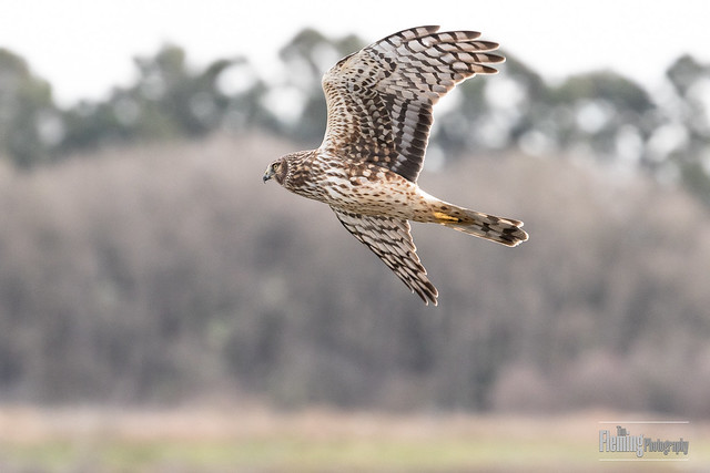 Female northern harrier hunting low to the ground.