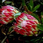 Proteas. Protea is a genus of South African flowering plants, also called sugarbushes.
