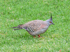 Colombine longup - Crested Pigeon - Ocyphaps lophotes