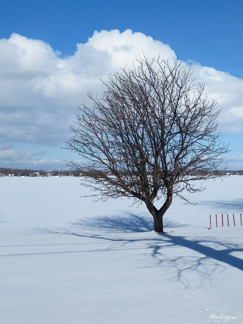 Lonely tree in winter - Arbre solitaire en hiver