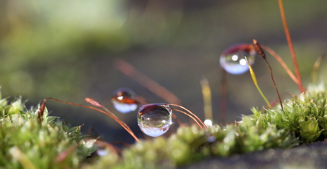 moss with drops , explored!