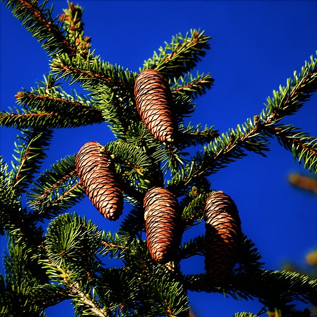 Spruce Tree with Cones