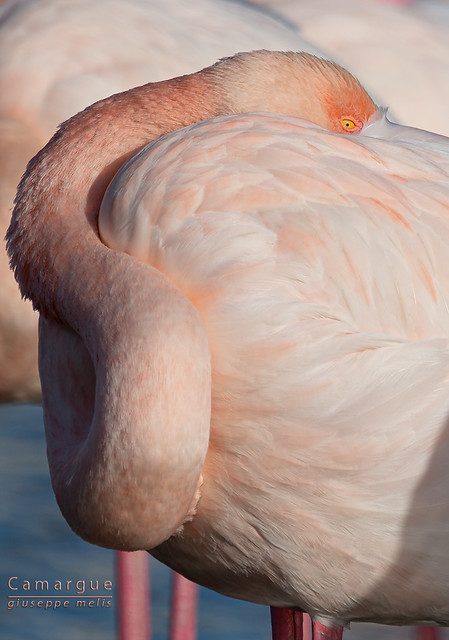 Camargue - Flamingo