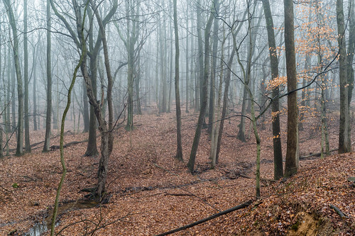 landscape statenisland claypitpondpark trees winter fog sigma d800 2470mm