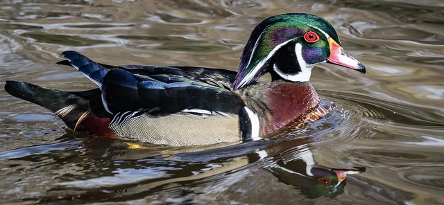 Wood Duck Drake - high res close up
