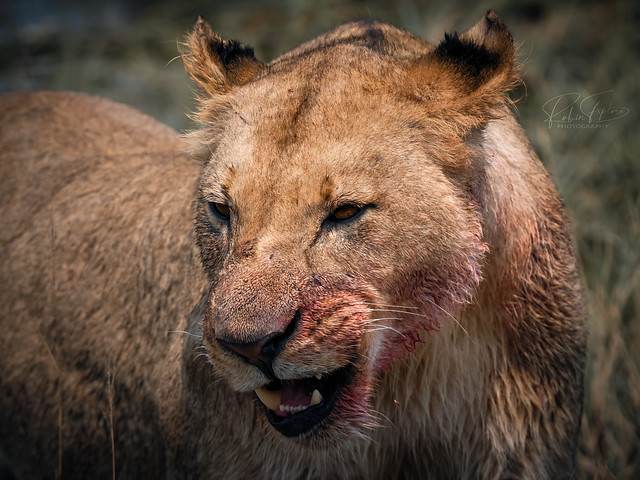 Blood smeared Lion