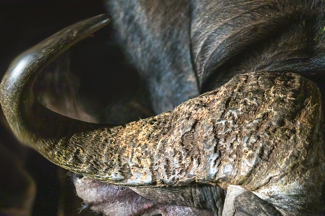 Detail of Horn on Forehead of Buffalo - Zimanga B13