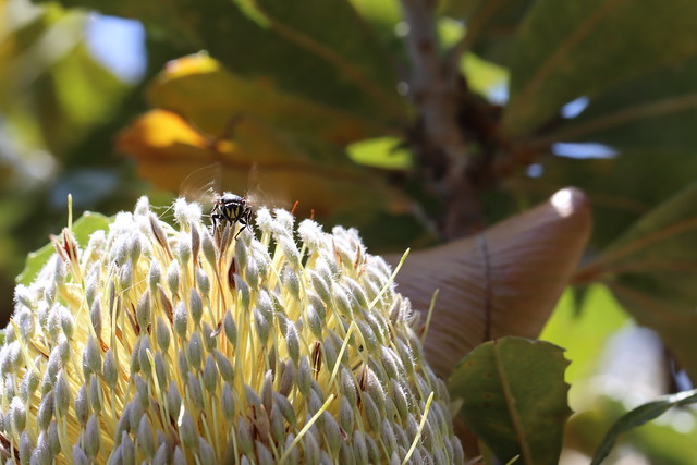 Banksia Masked Bee on Old Man Banksia Flower