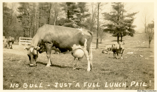 No Bull — Just a Full Lunch Pail!