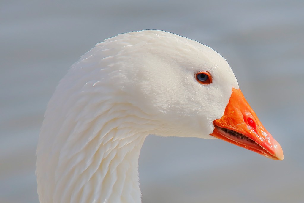 Goose - Gans