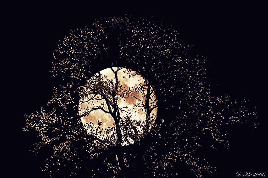 The Moon in a Tree