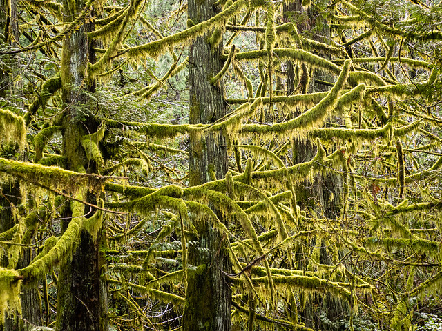 trees, moss, lichen