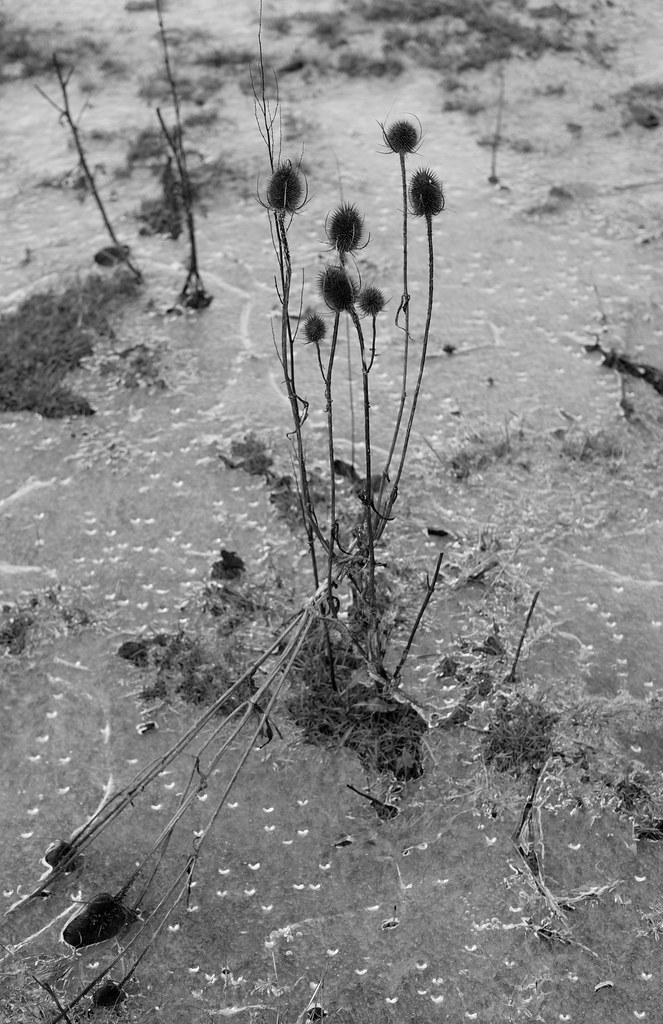 A black-and-white photo of a plant growing out of waterlogged grass, that's covered in frozen water
