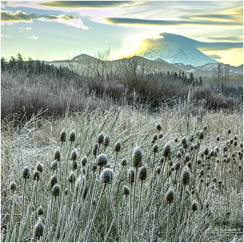 Mt Rainier Winter Morning Frost by ScottElliottSmithson, mtrainier mountrainier winter morning sunrise frost frosty mornings sunrises enumclaw field nature v