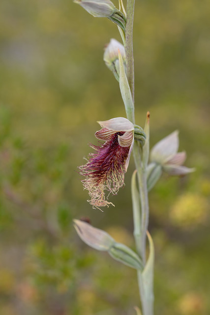 Beard Orchid (Calochilus sp.)