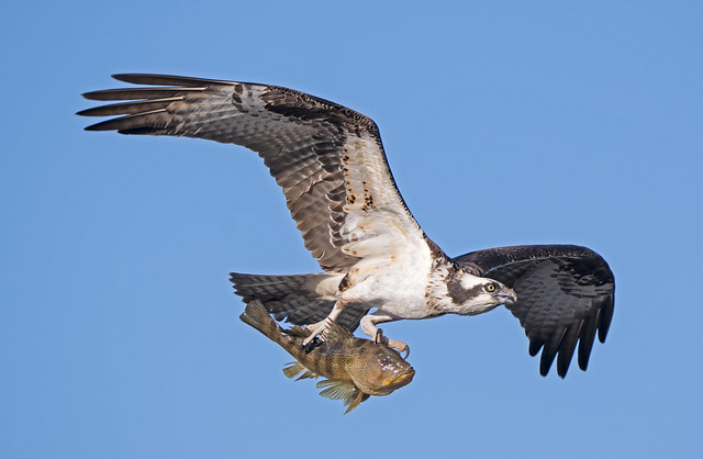 Osprey and spotted bay bass