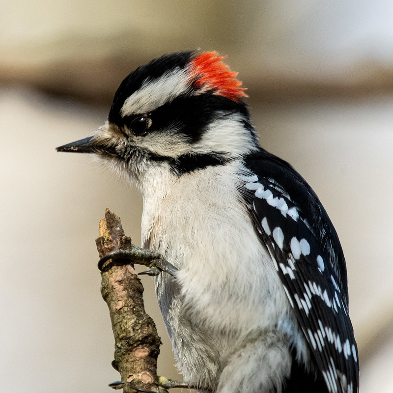 downy-woodpecker-8153