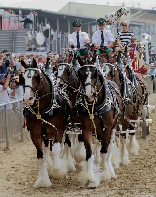 BUDWEISER CLYDESDALES