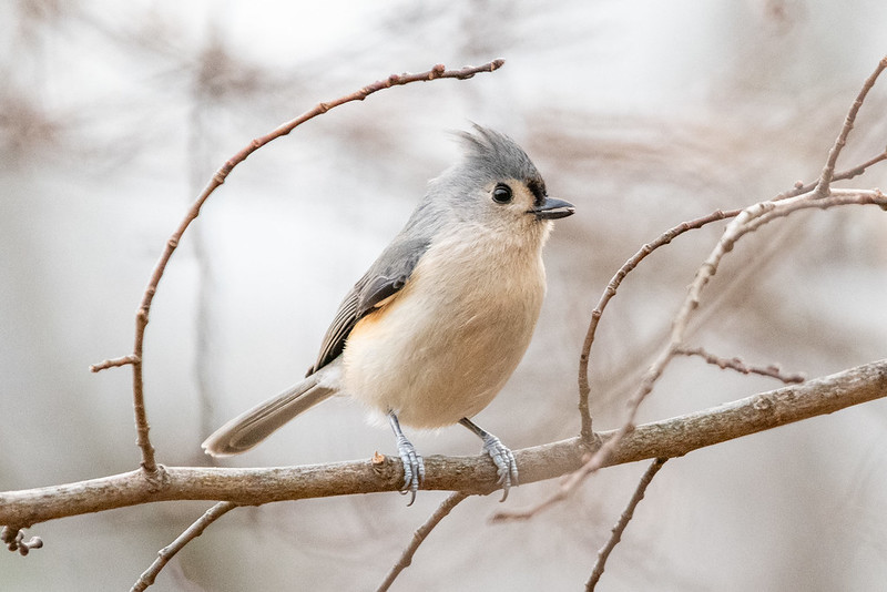 tufted-titmouse-7018