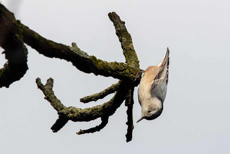 white-breasted-nuthatch-8135