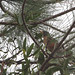 Flickr photo 'American Robin (Turdus migratorius)' by: Mary Keim.