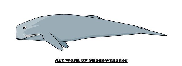 Walrus face whale (†Odobenocetops leptodon) female