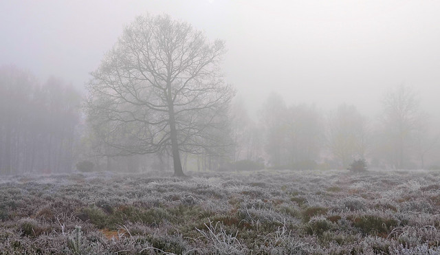 Fog & Frost, Skipwith Common