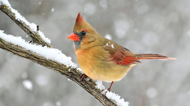 Female cardinal bird