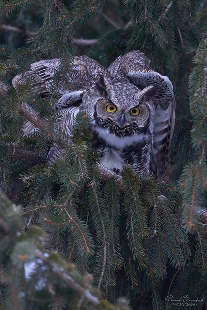 Great horned owl - Grand Duc