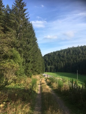 Intersport Denzer Laufcup Stauseelauf Vöhrenbach (September 2019)