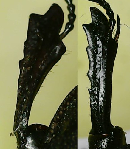 Foretiba (female) Geodorcus philpotti and G. helmsi
