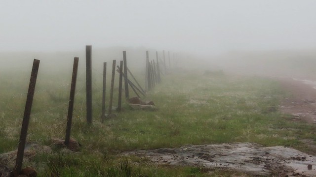 neblina no campo