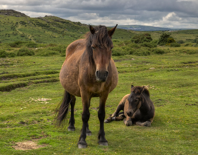 Pony and foal on Dartmoor