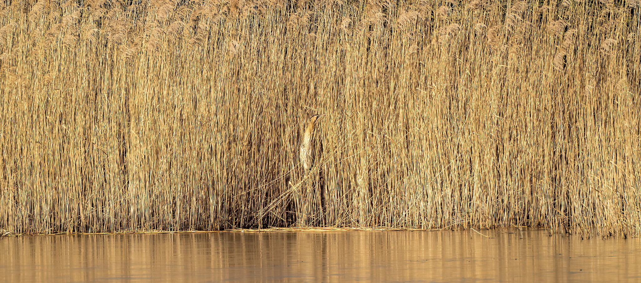 Bittern in the reeds.....