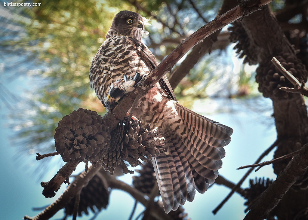 Collared Sparrowhawk: Games are Over