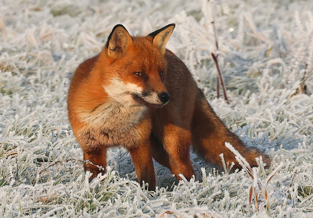 Red Fox