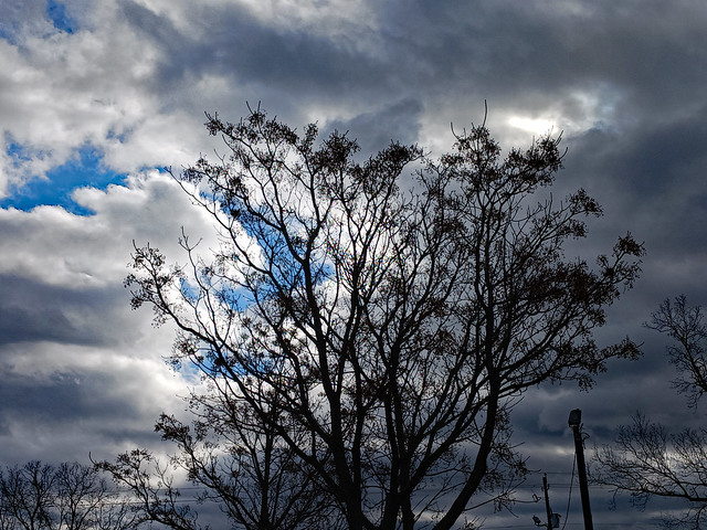 Tree Silhouette And Sky.