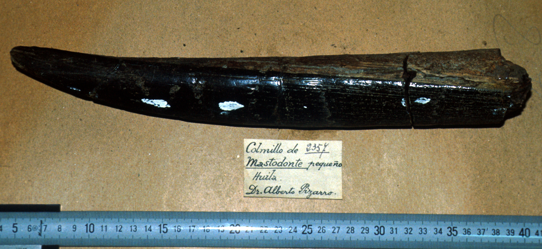 Fragmento de defensa en las colecciones del Museo de Historia Natural de La Salle en Bogotá e identificado como Cuvieronius hyodon.Créditos María T. Alberdi