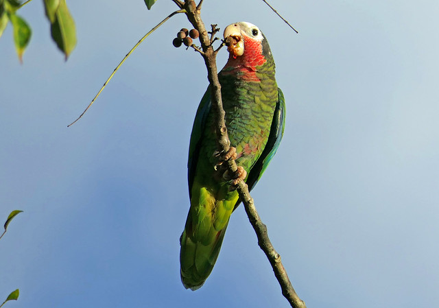 Cuban Parrot, Rose-throated Parrot (Amazona leucocephala)