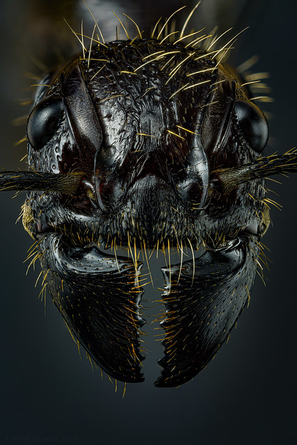 Bullet ant face
