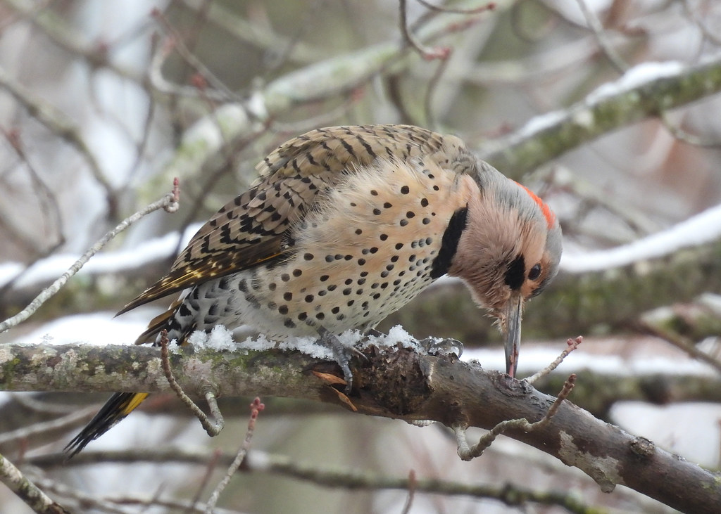 northern flicker finding insect prey