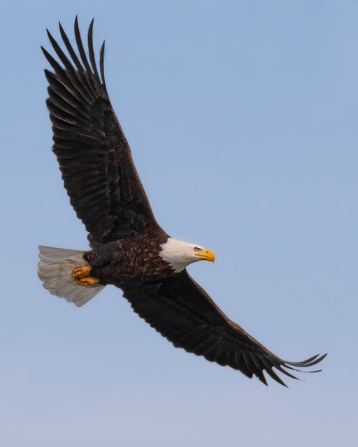 Conowingo Eagle In Flight 12-22