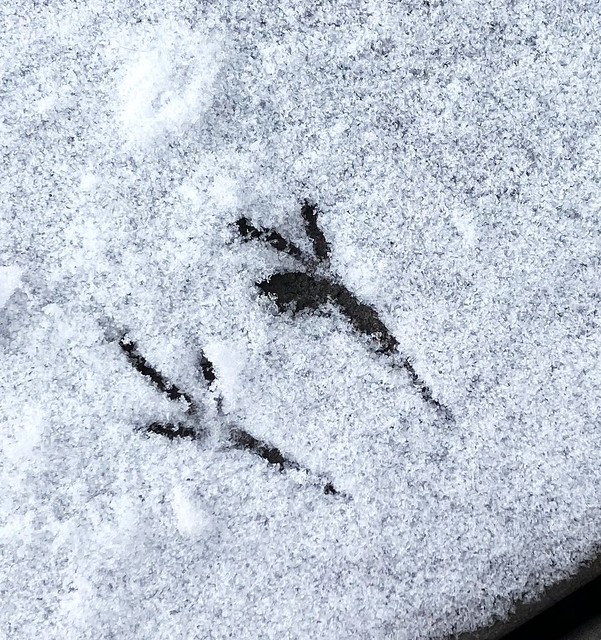 Bird tracks in the snow.