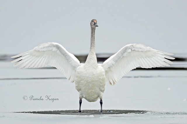 Young Trumpeter swan