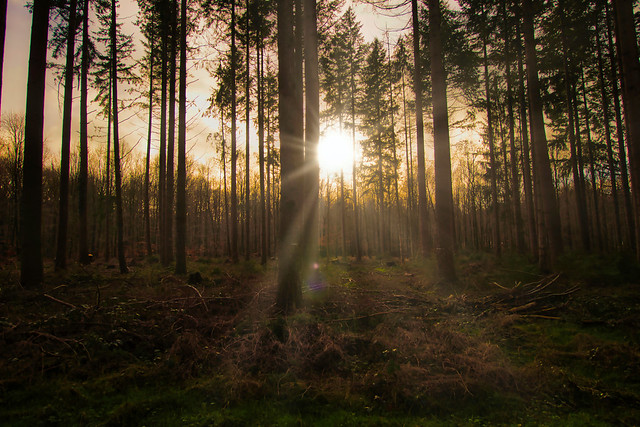 tree rays